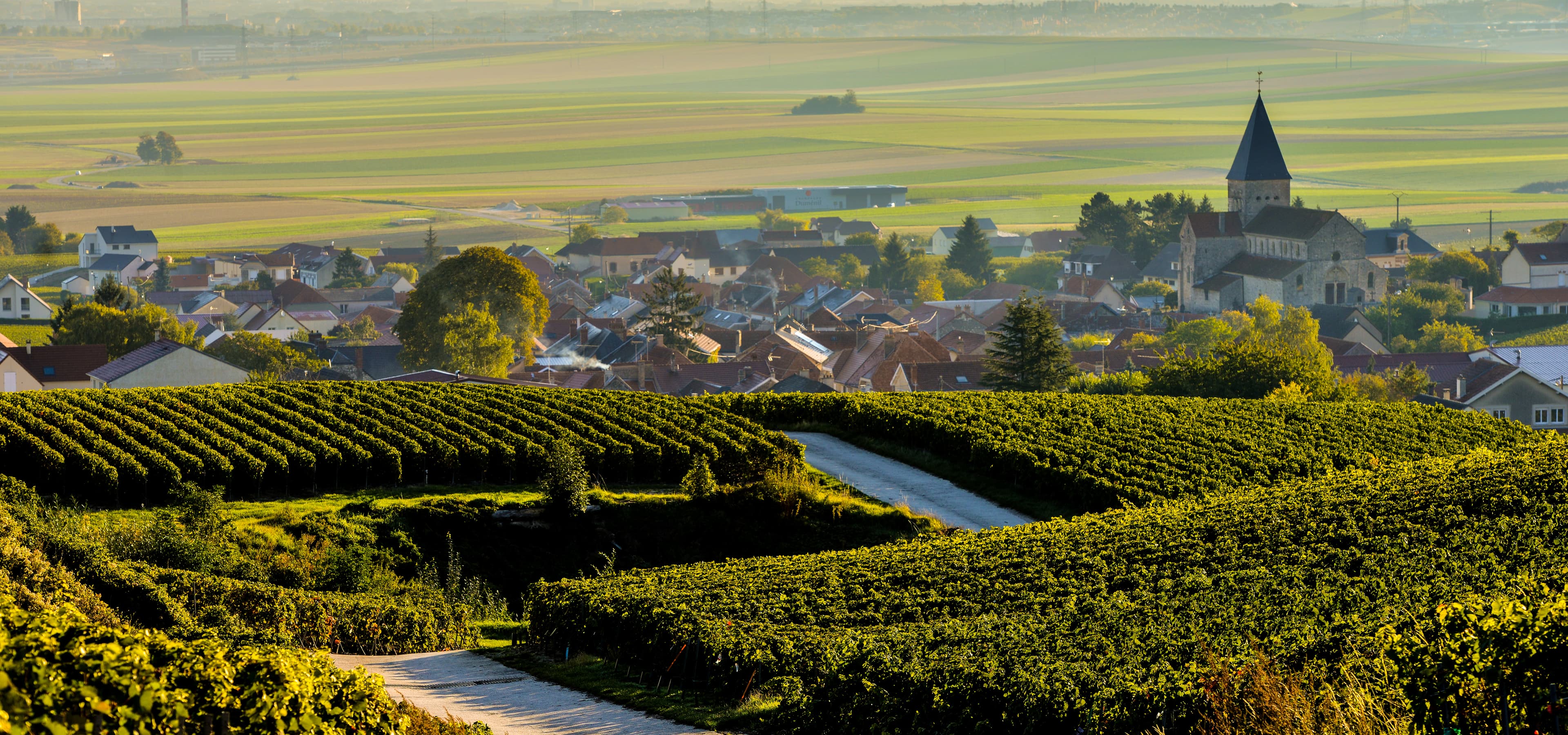 Champagne vineyards Sacy in Marne department, Champagne-Ardennes, France