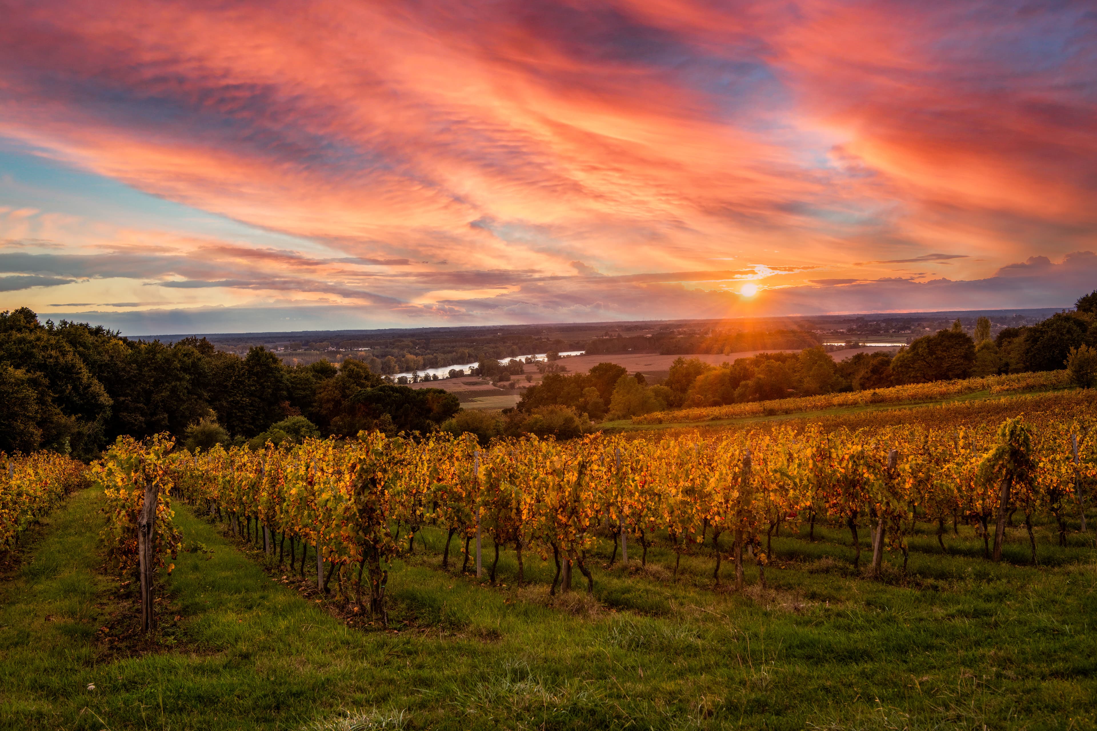 Bordeaux Vineyard at sunrise in autumn, Entre deux mers, Langoiran, Gironde, France