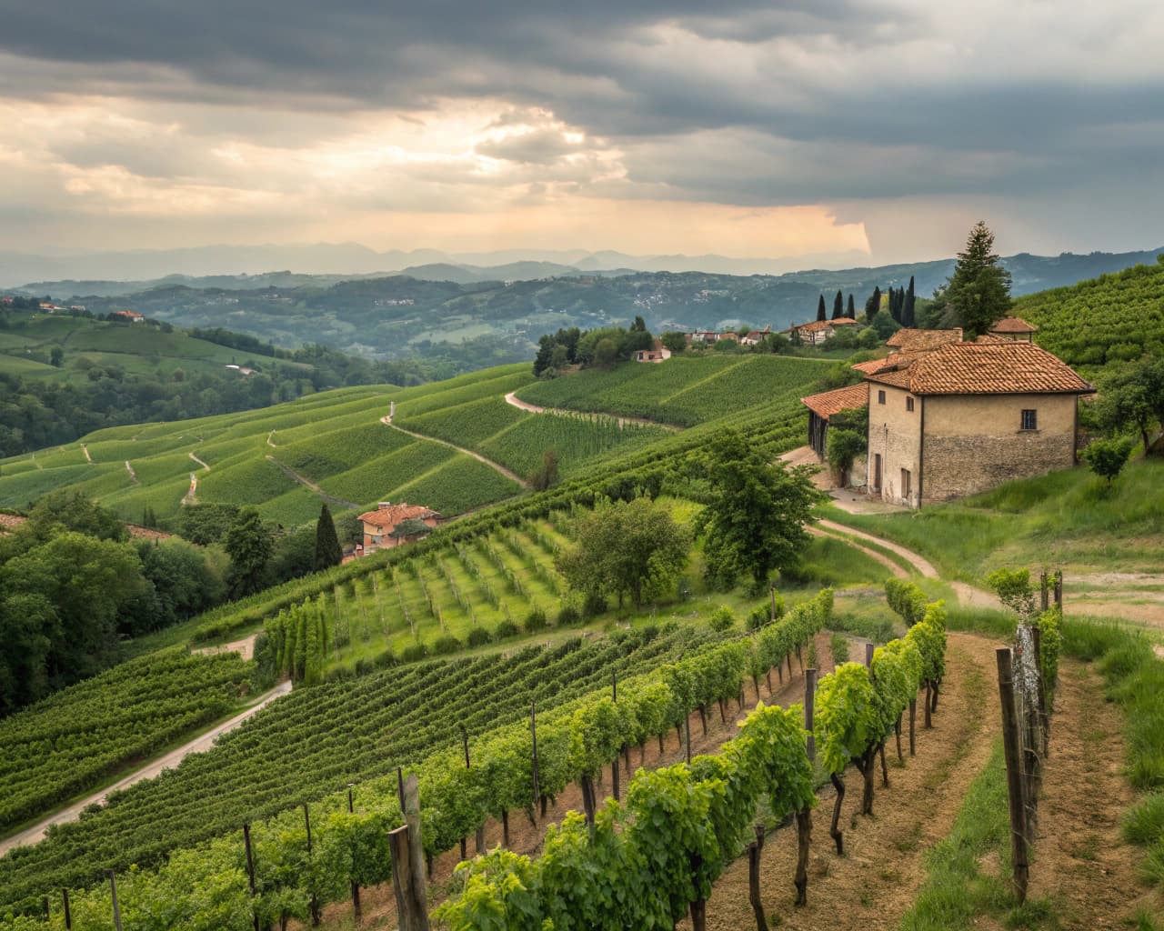 Piedmont vineyard landscape