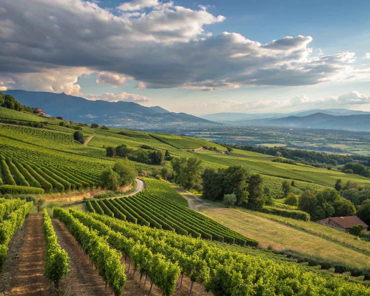 Rhône vineyard landscape