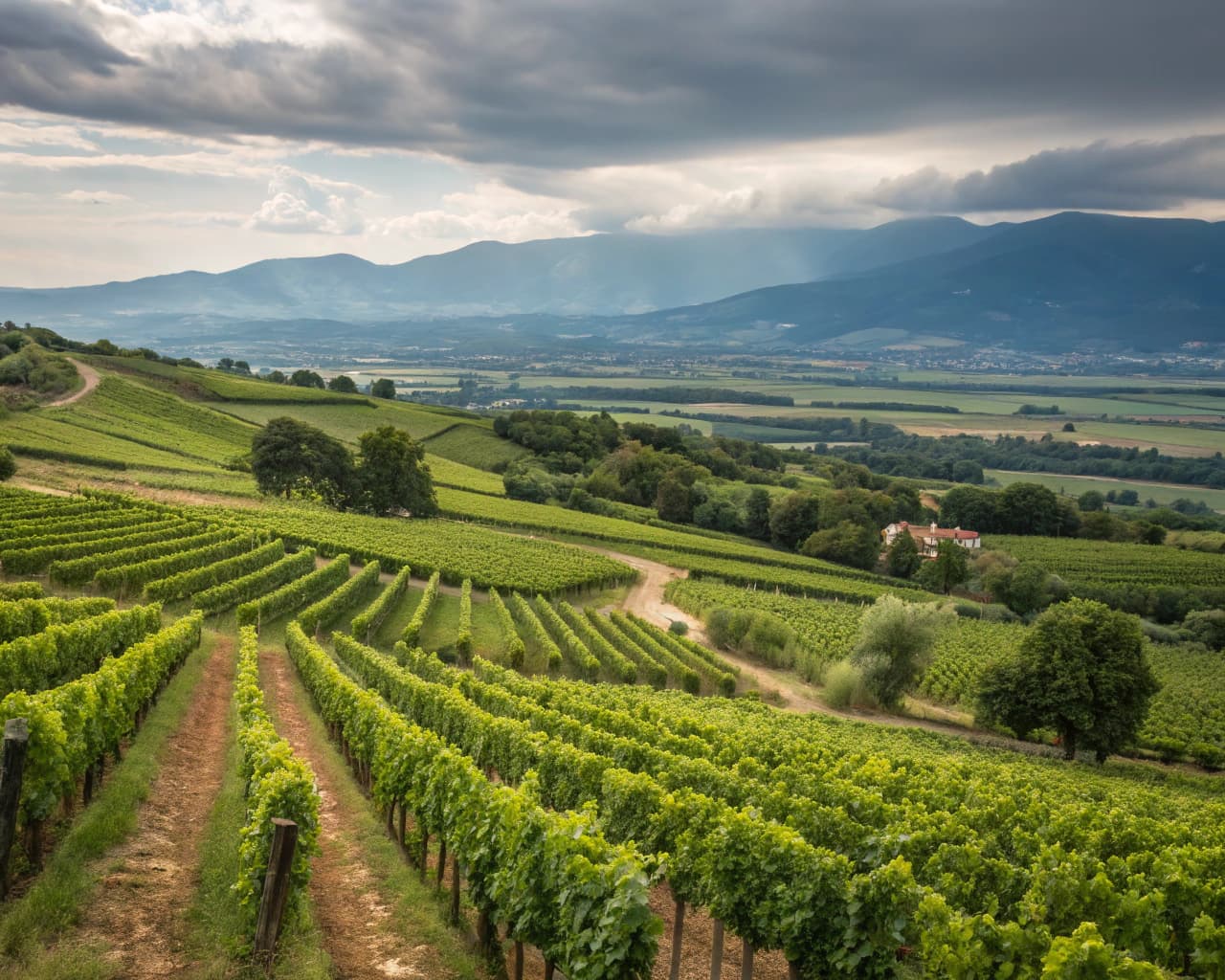 Rhône vineyard landscape