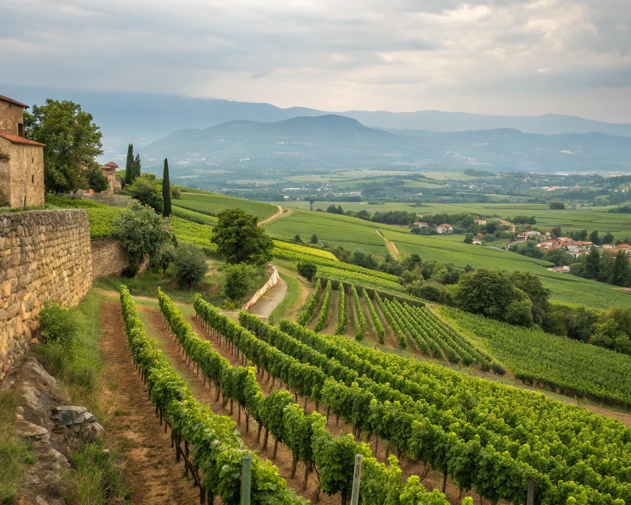 Rhône vineyard landscape