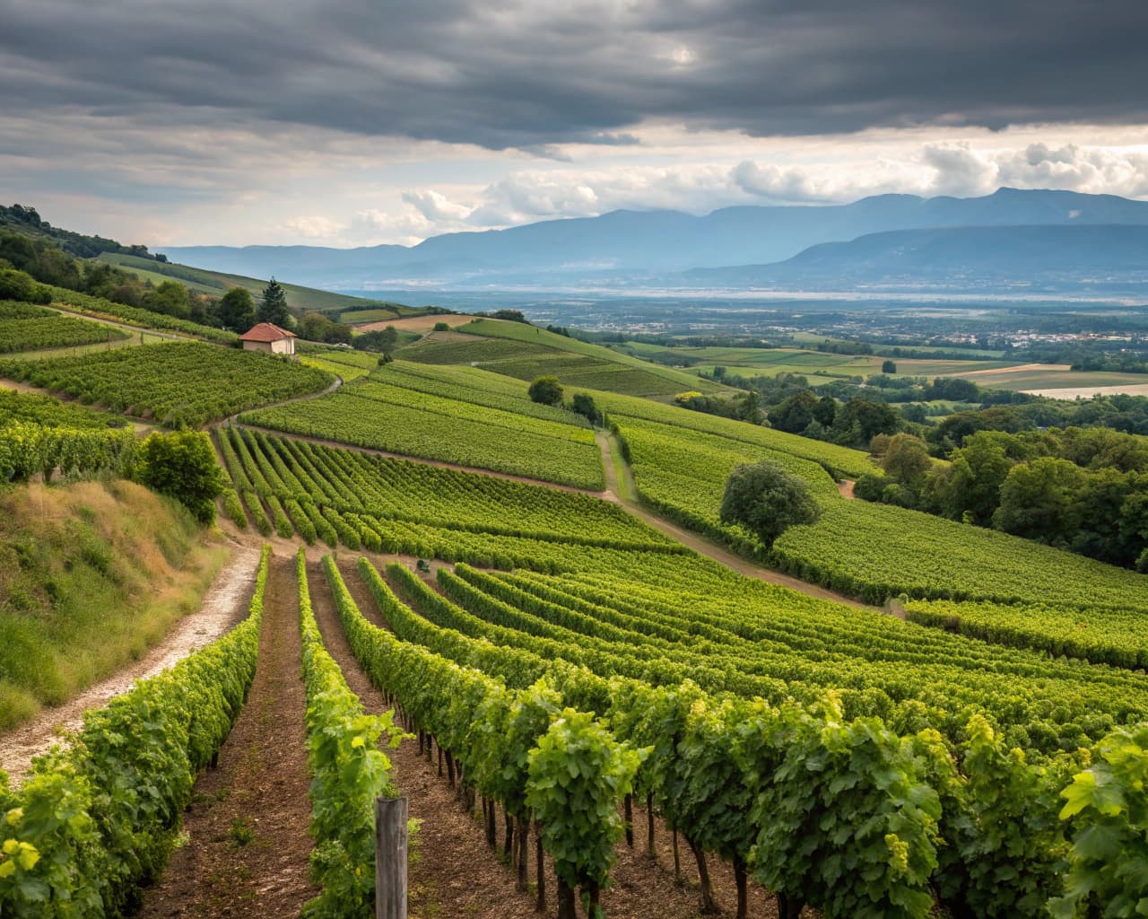 Rhône vineyard landscape