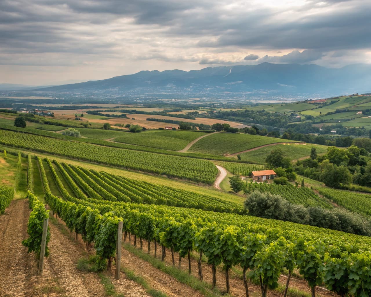 Rhône vineyard landscape