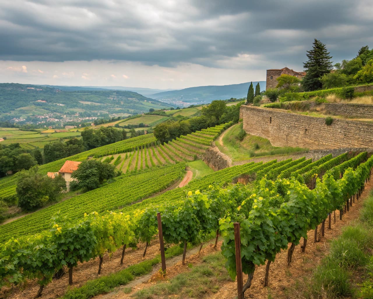 Rhône vineyard landscape