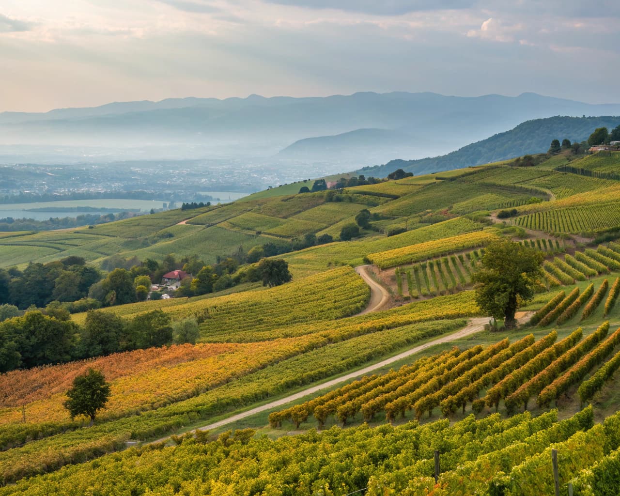 Rhône vineyard landscape