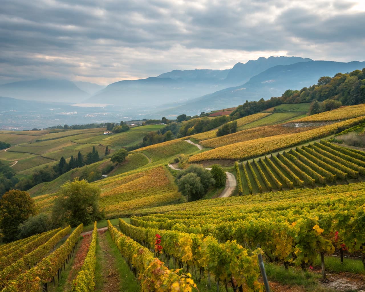 Rhône vineyard landscape