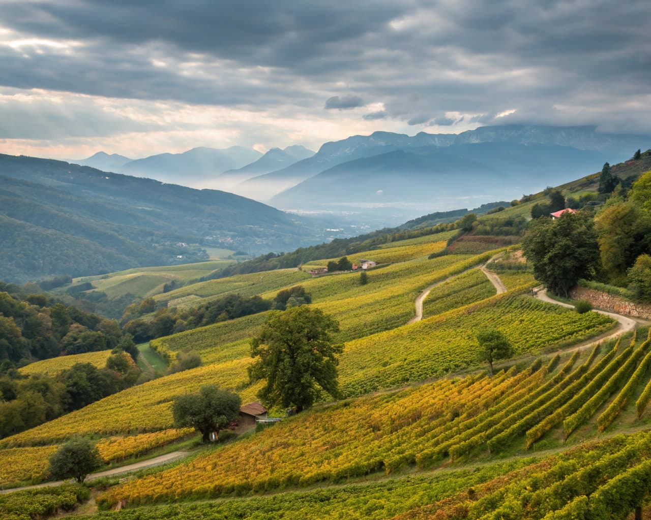 Rhône vineyard landscape