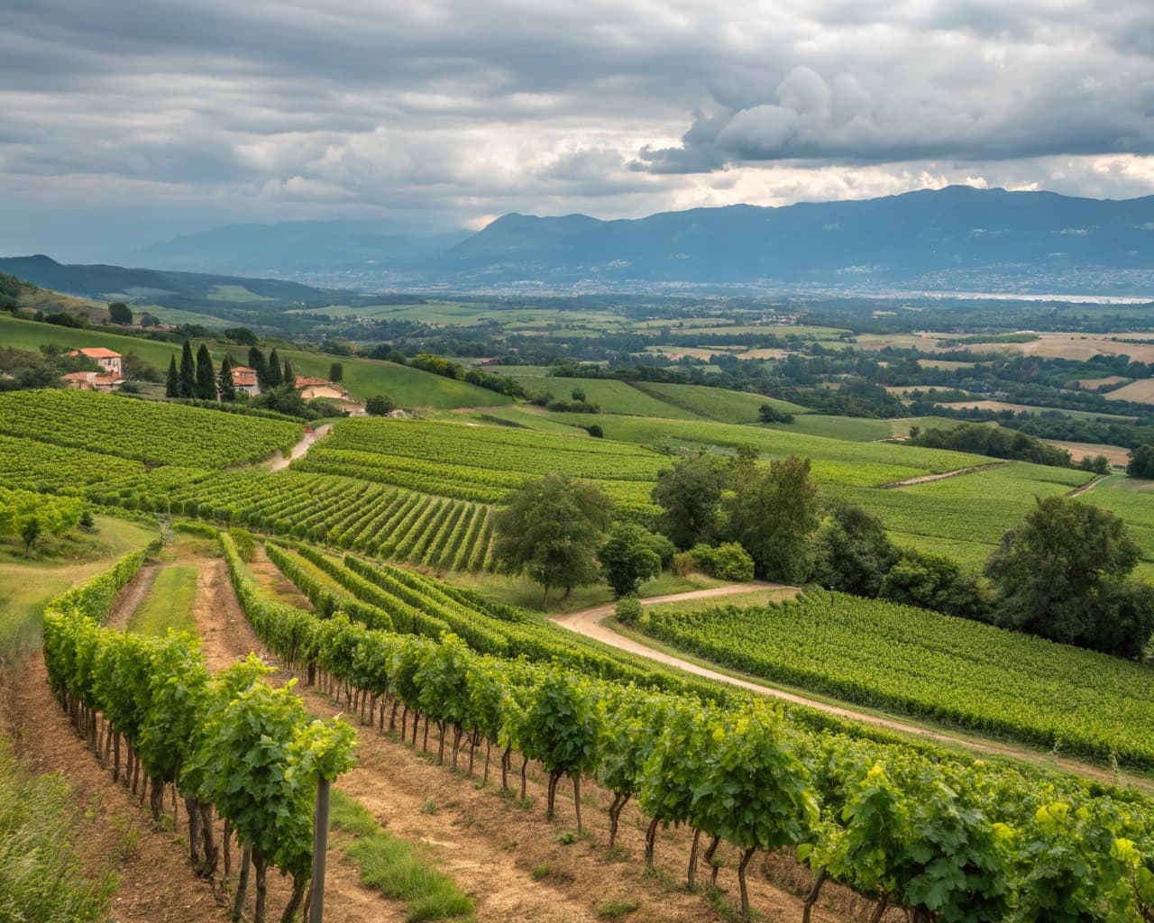 Rhône vineyard landscape