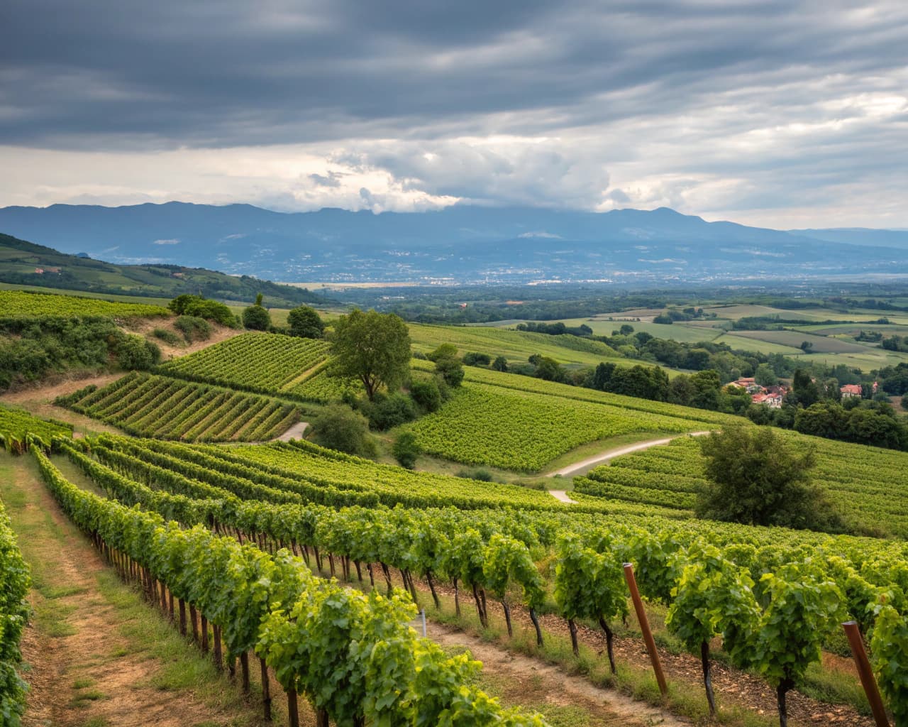 Rhône vineyard landscape