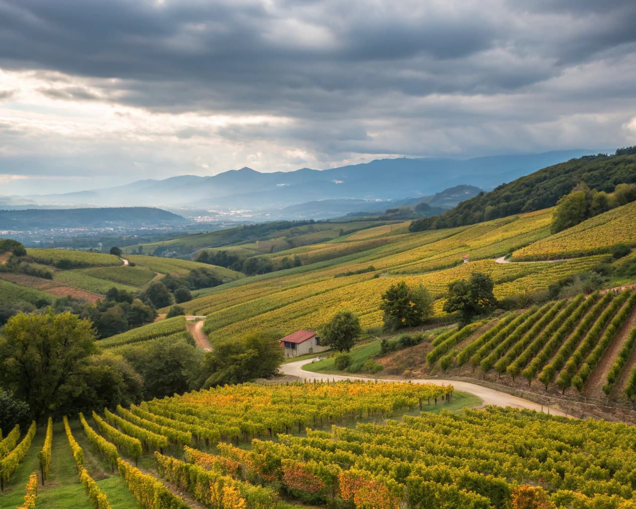 Rhône vineyard landscape