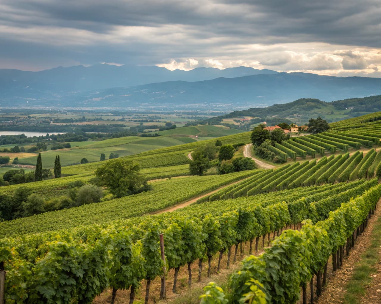 Rhône vineyard landscape