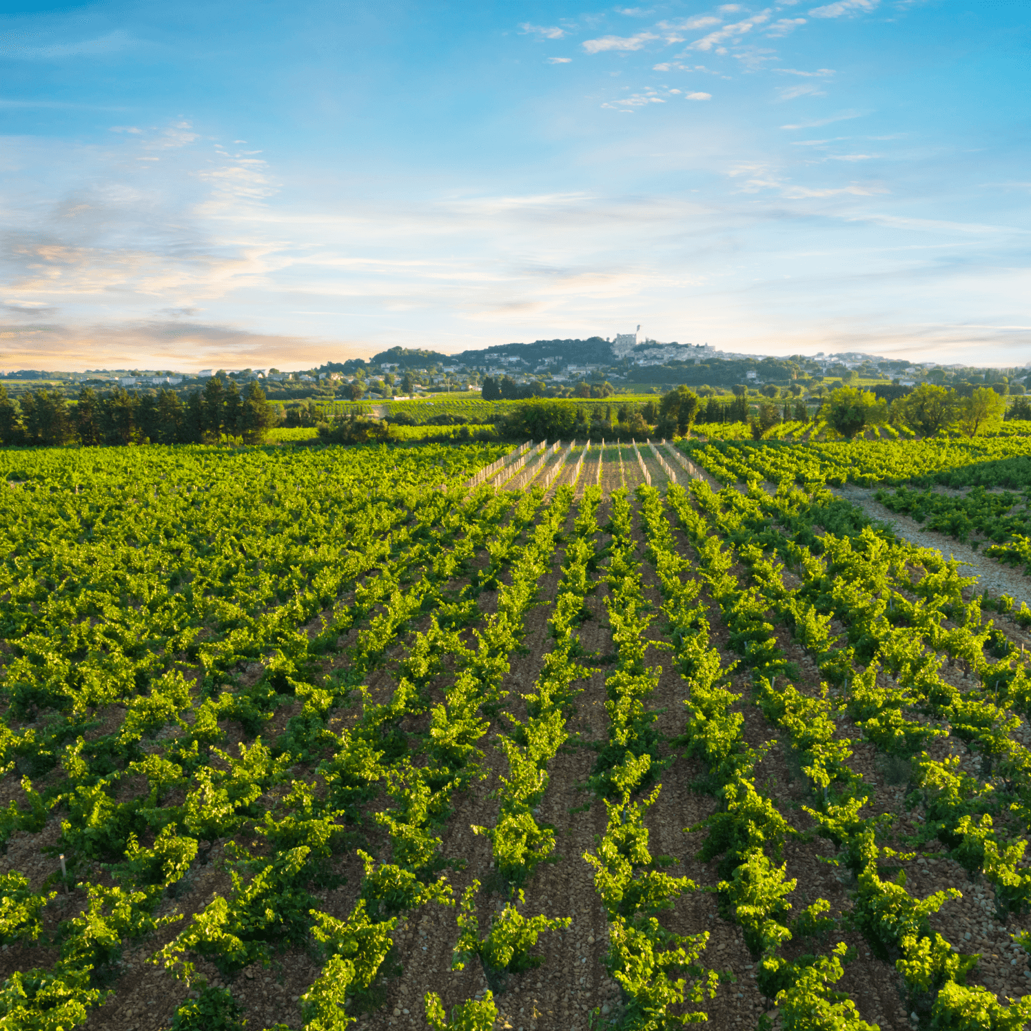 Sunrise on vineyard in Chateauneuf du Pape, France