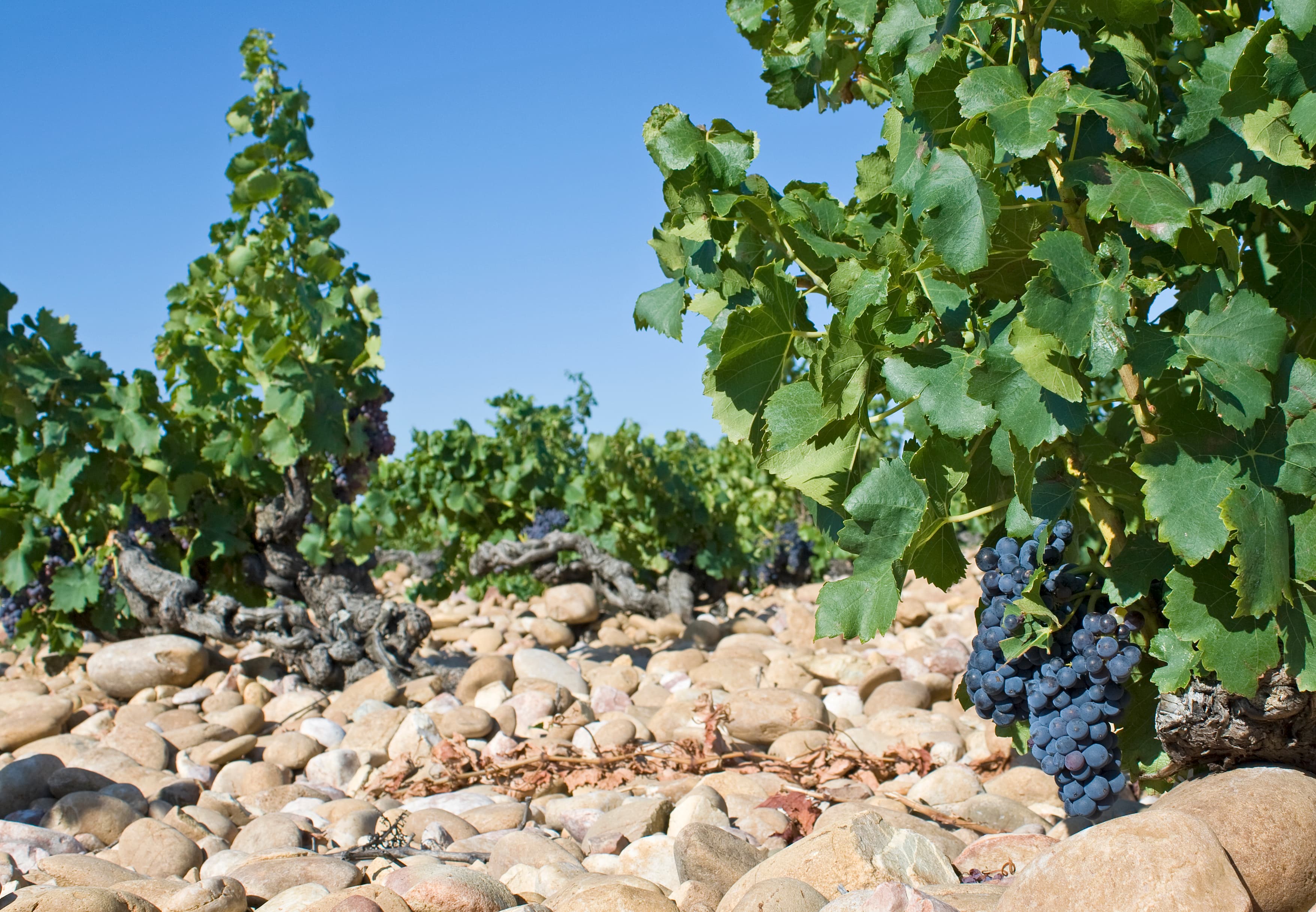 Grenache grape in Southern Rhone