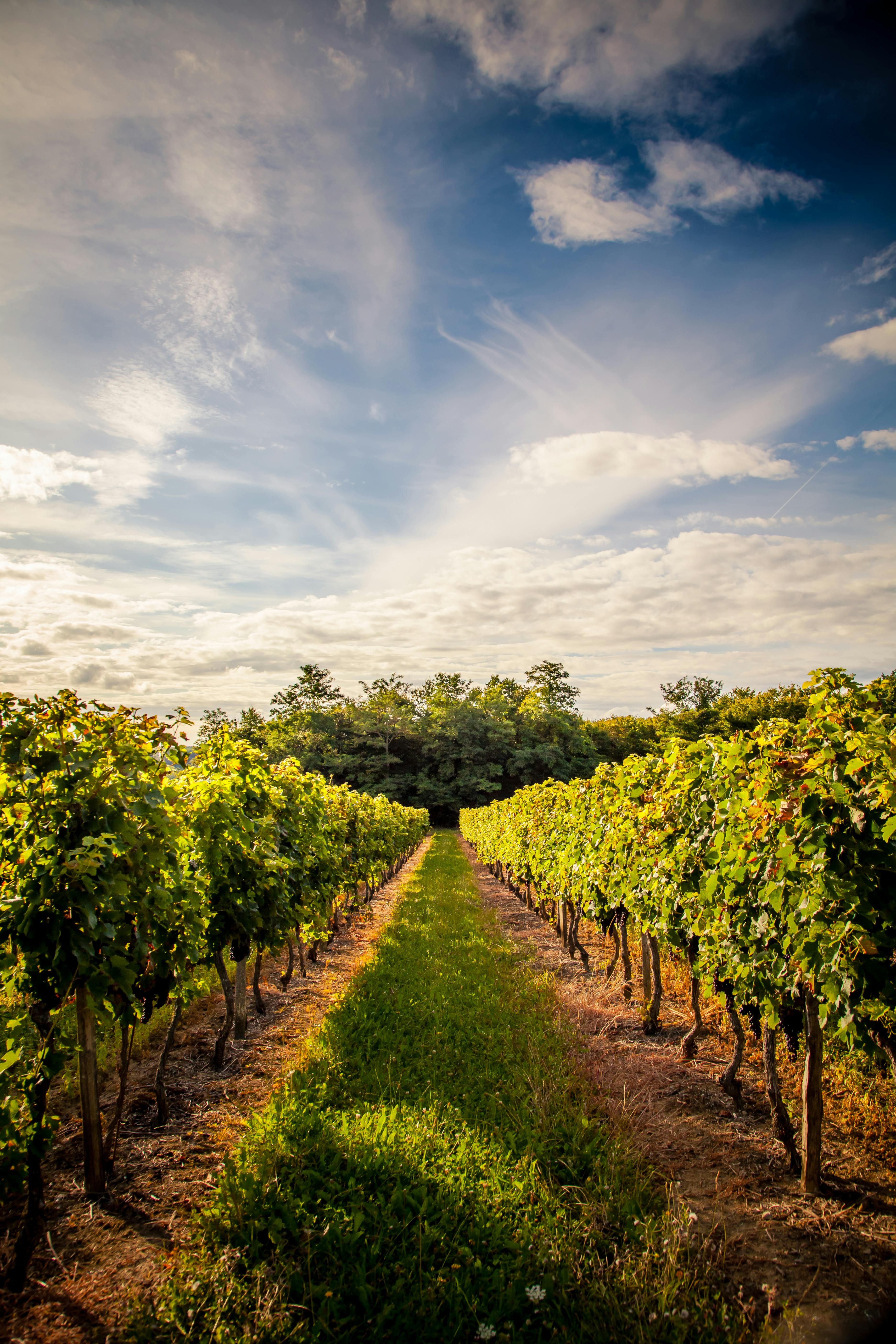 Row vine grape in champagne vineyards at Vitry-le-François, France