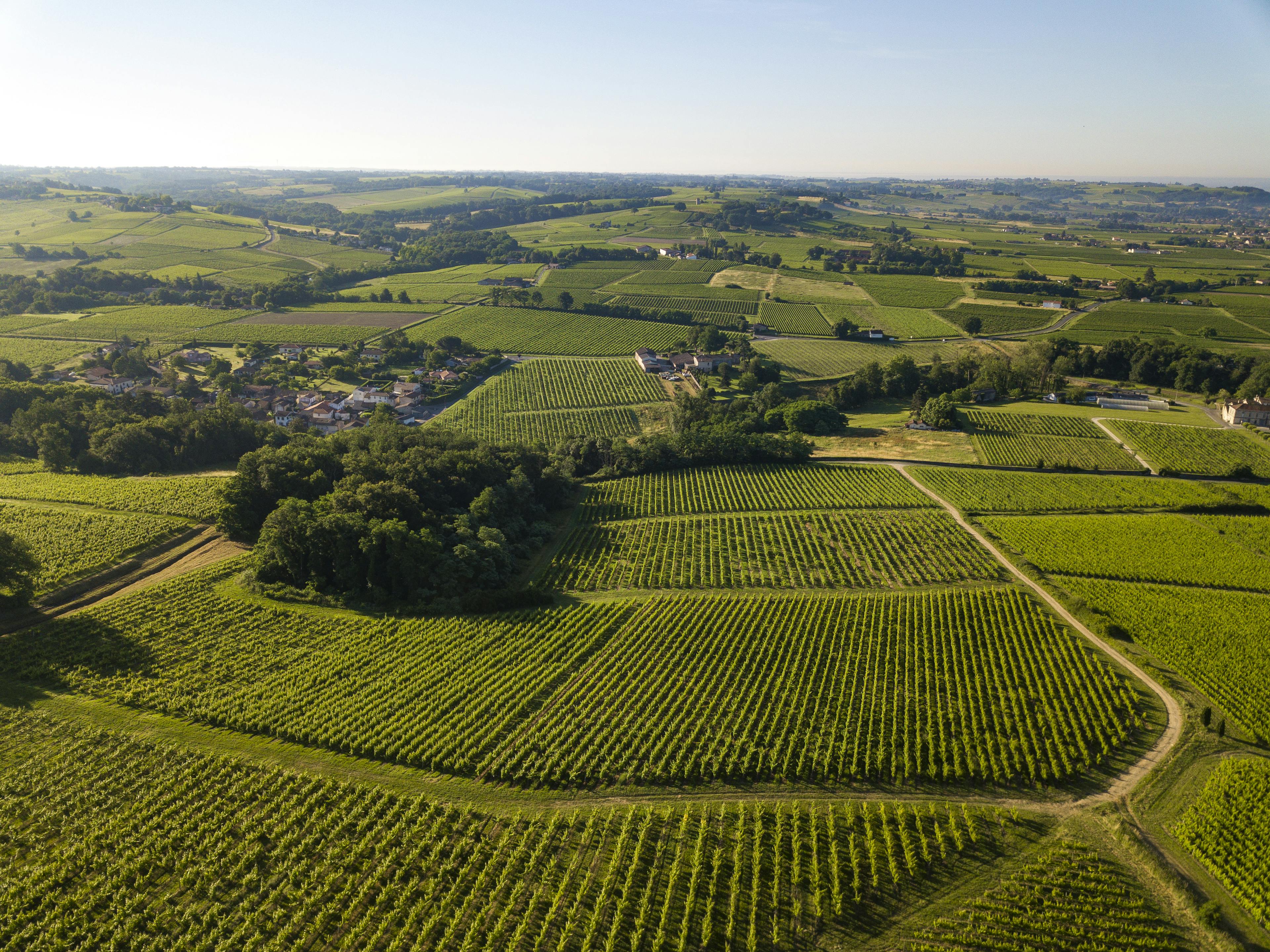 Aerial view of landscape vineyard in Sauternes, Bordeaux, France