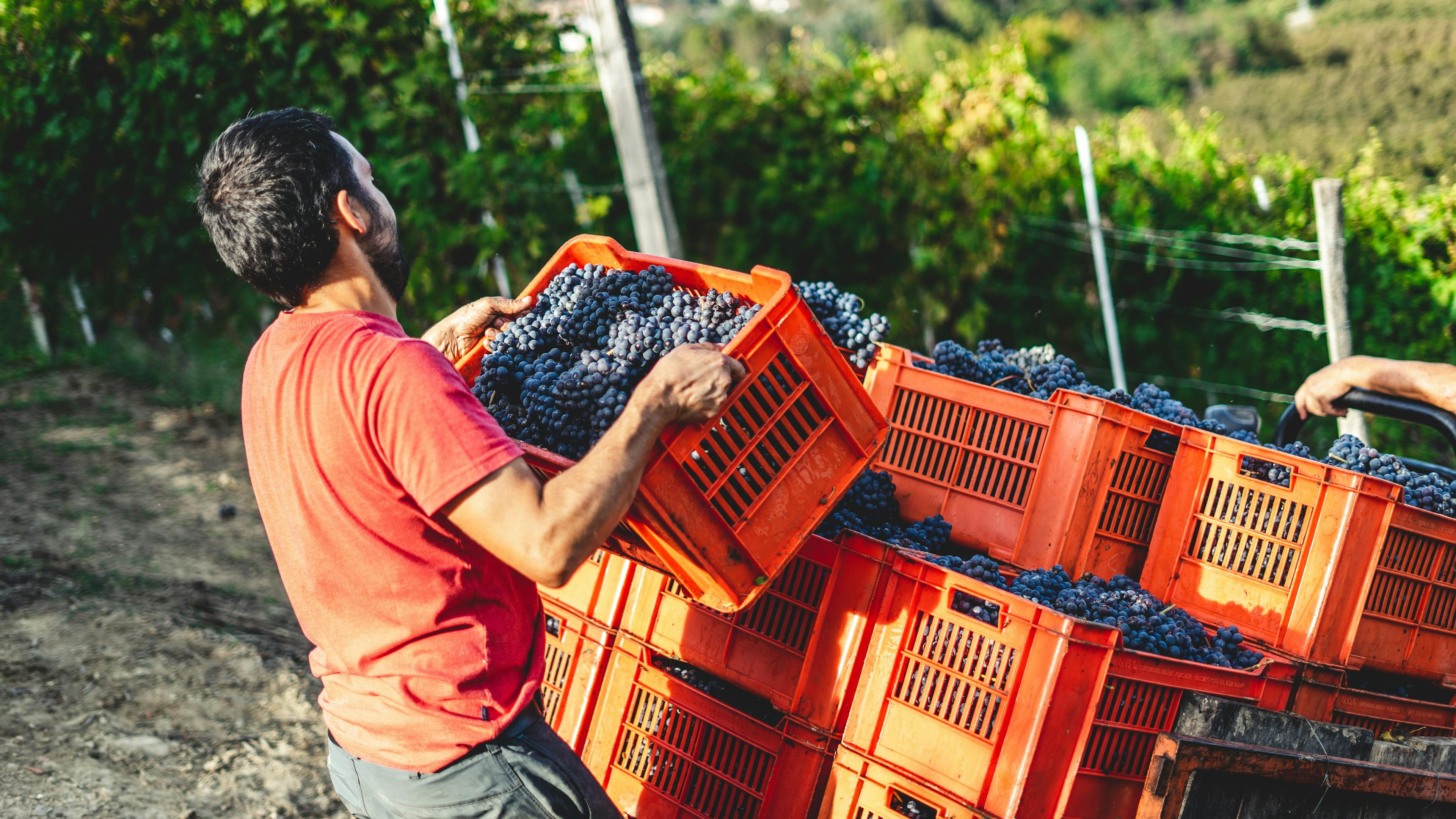 Harvesting Nebbiolo grapes in Serralunga
