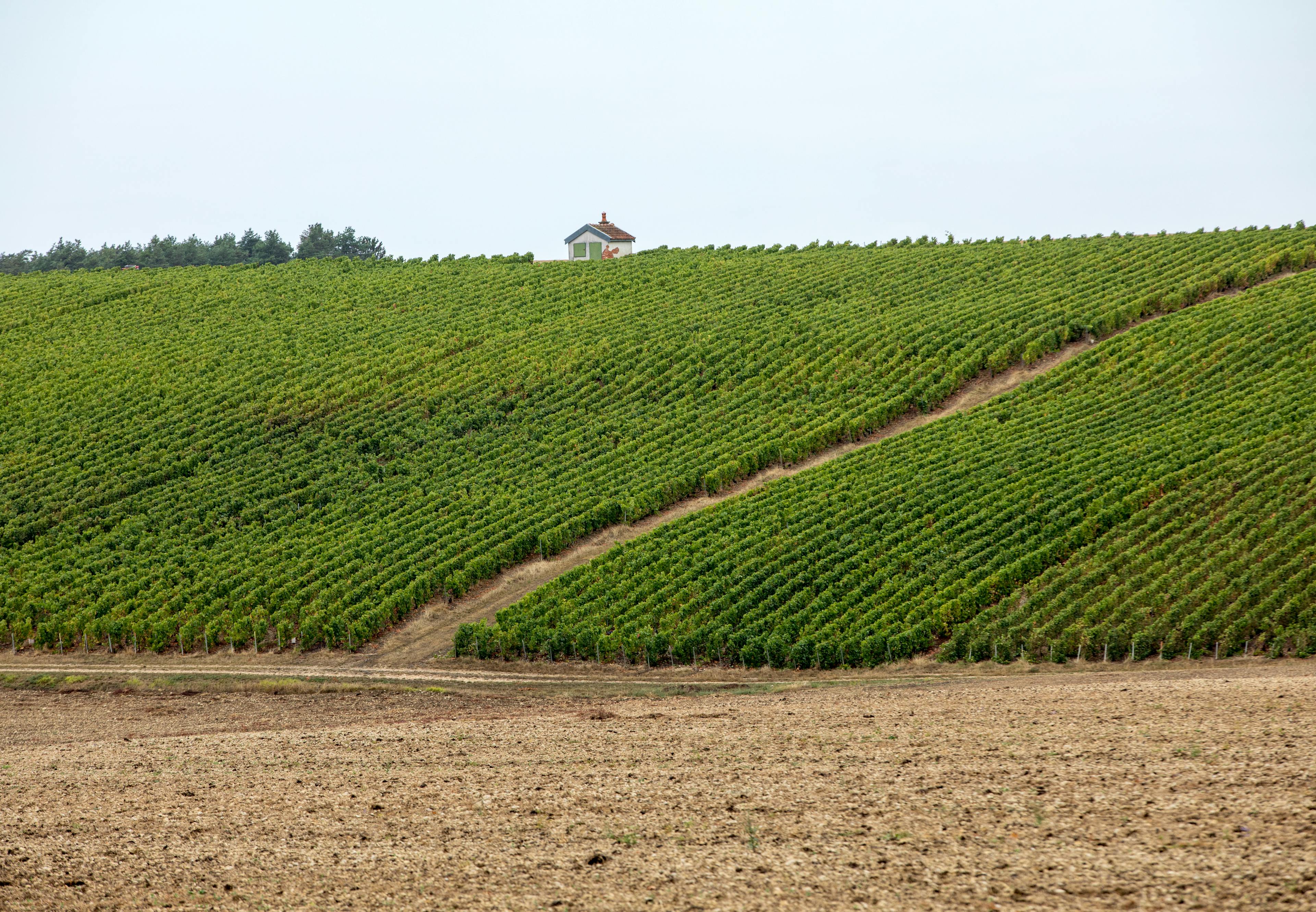Champagne vineyards in the Cote des Bar area of the Aube department. France