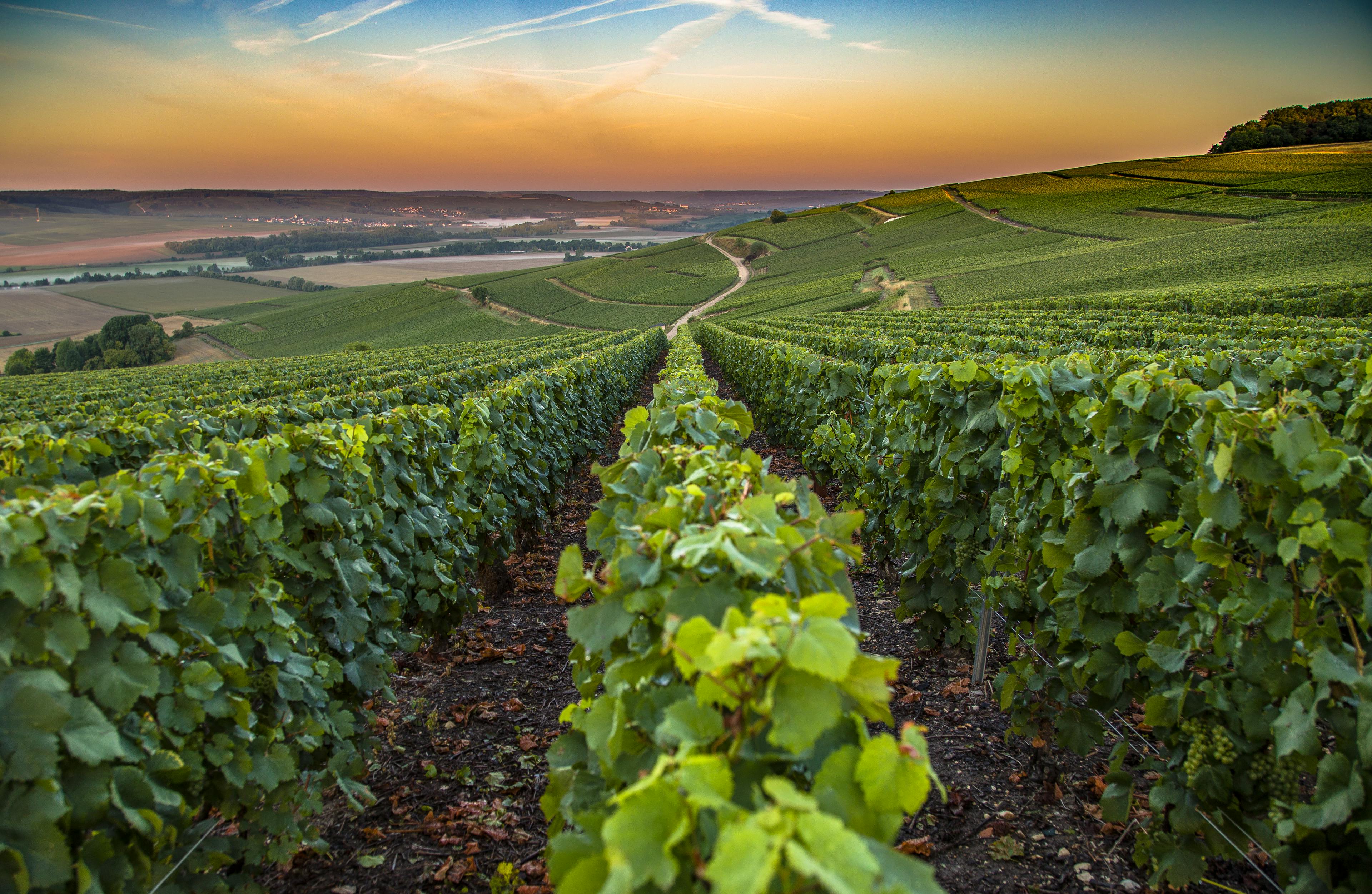 Champagne region in France. A beautiful vineyard during the sunrise.
