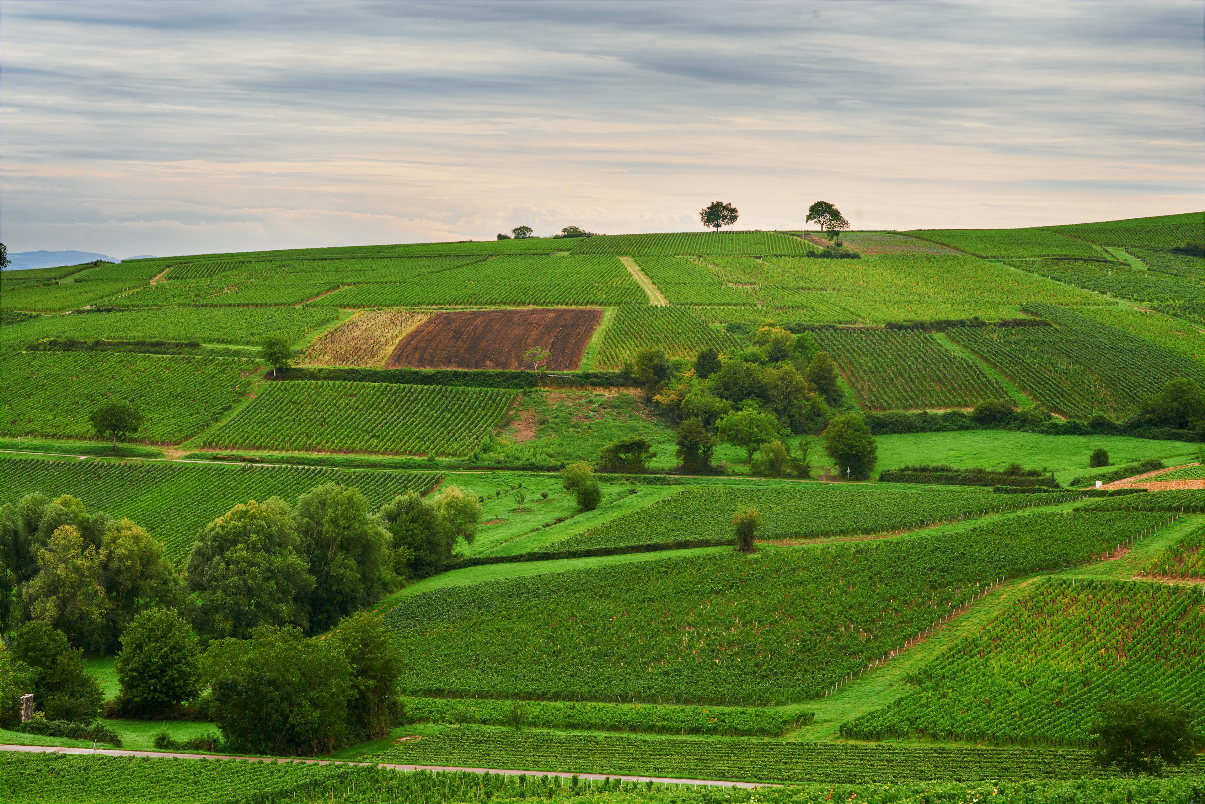 Vineyards of Cote Chalonnaise region, Burgundy, France